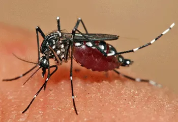 An Aedes mosquito