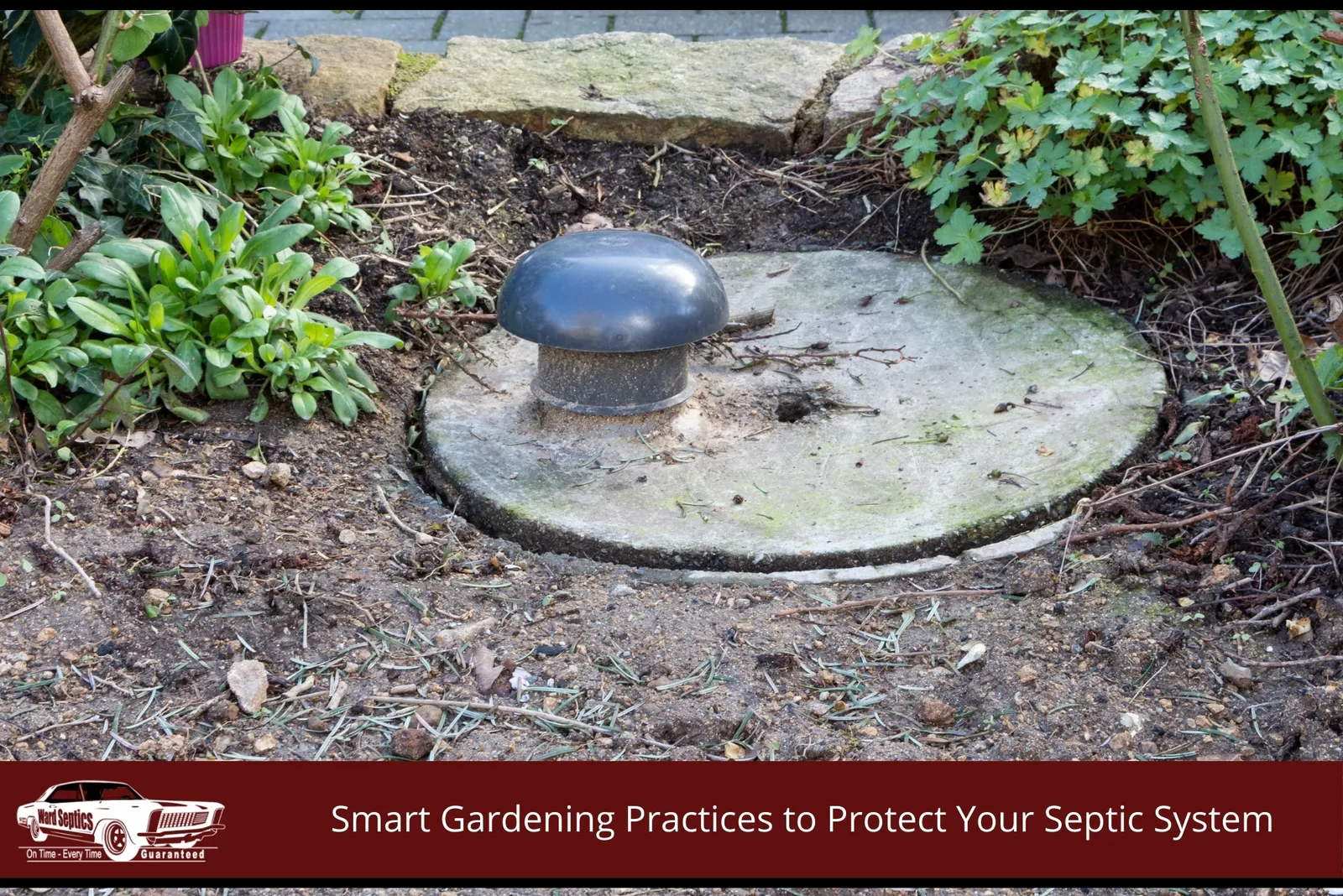 A flat concrete septic lid with a central mushroom-shaped black vent pipe sits flush in a garden bed surrounded by soil, loose twigs, and low green foliage.