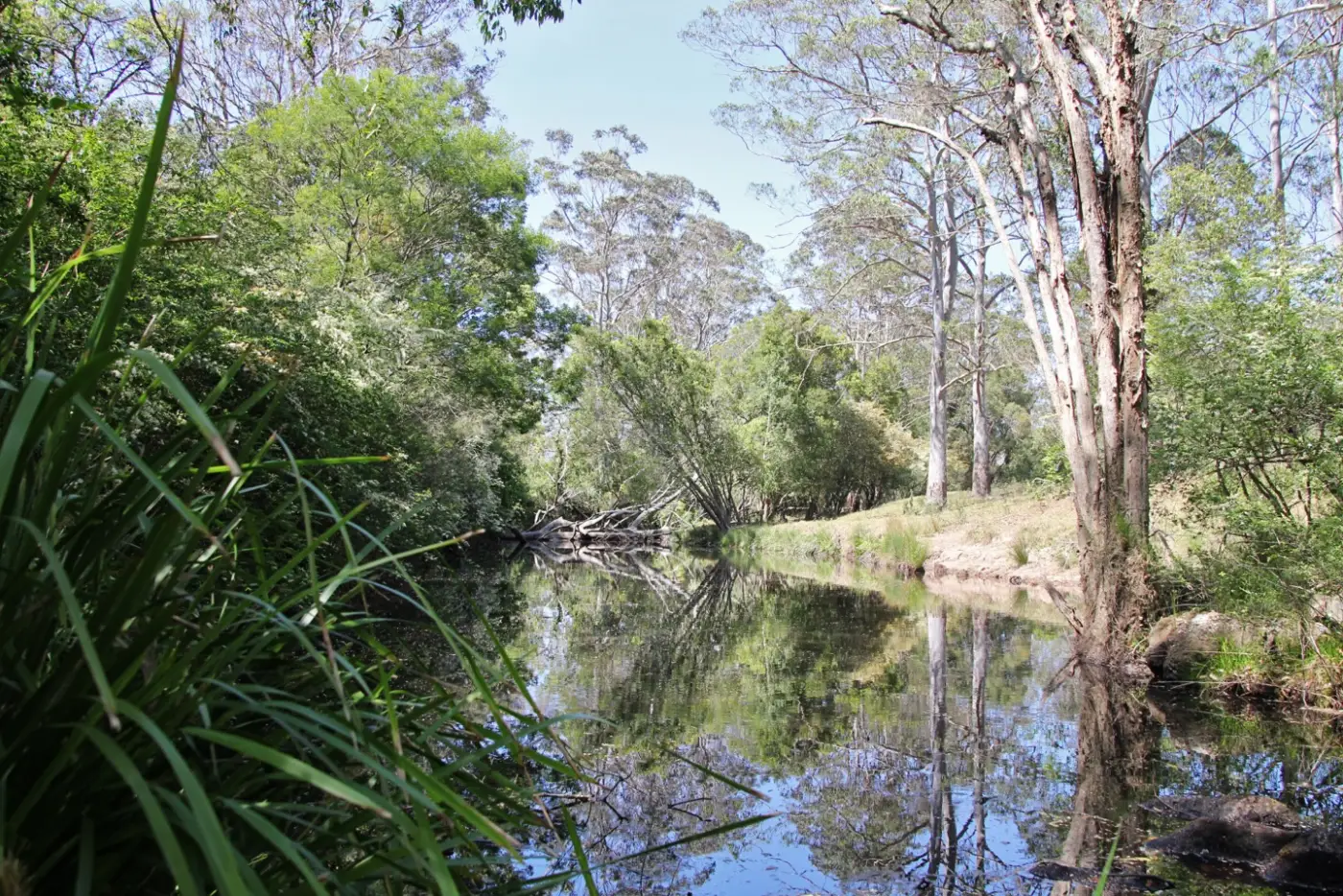 A still creek lined with eucalypts and bushland near Cooranbong