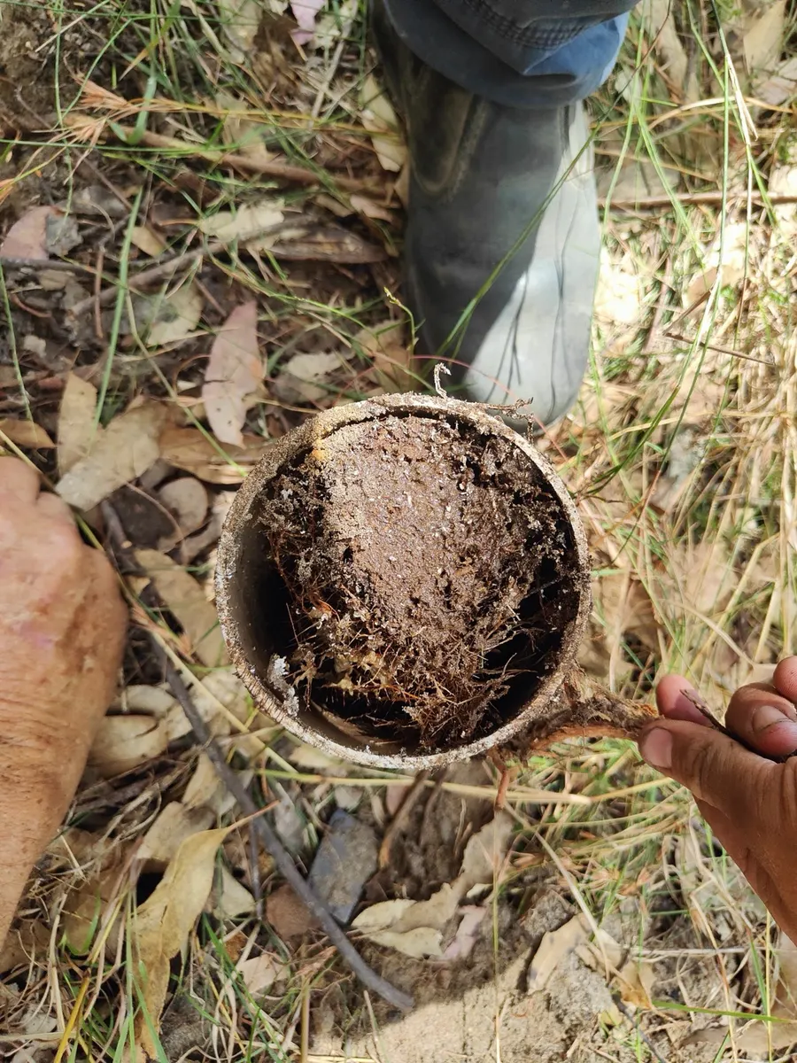A cut section of pipe completely choked by tree roots, removed during a septic job
