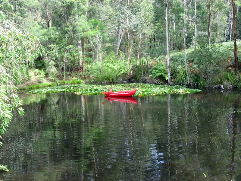 A still waterhole ringed by gums and lily pads at Bucketty, halfway down the corridor